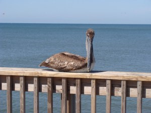 Pelican