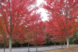 red leaves