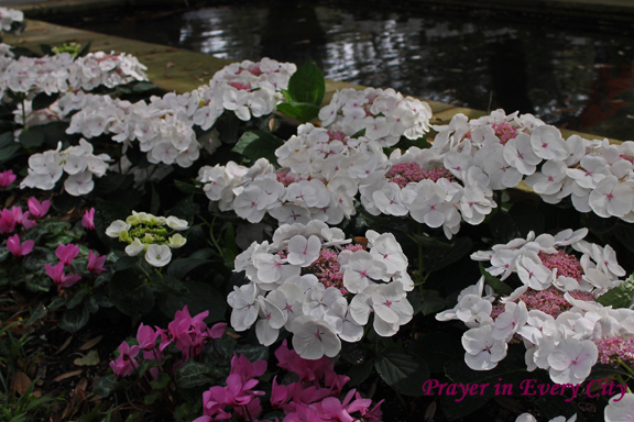 hydrangeas