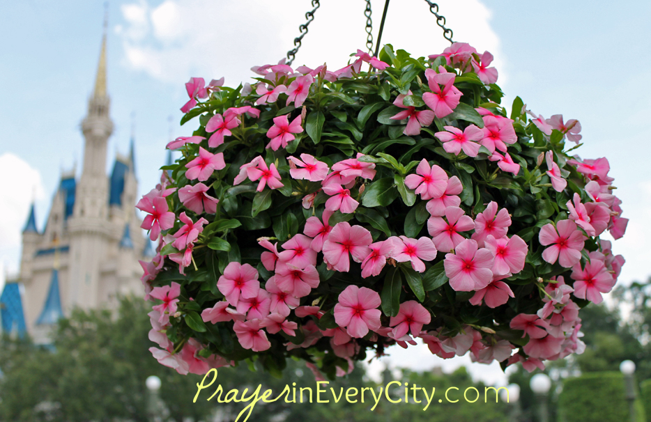 flowers and castle wide